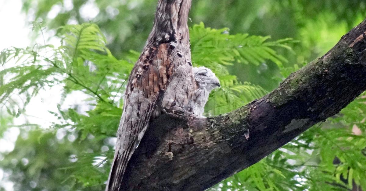 Splendid image of the Northern Potoo, with the scientific name Nyctibius.