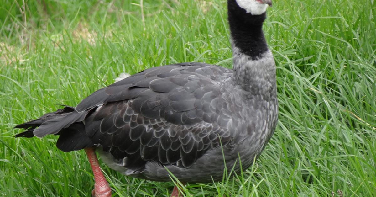 Picture of Northern Screamer, known in Indonesia as Burung Teriak Utara.