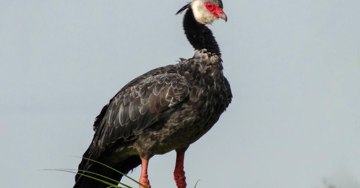 Distinctive Northern Screamer, in Indonesia known as Burung Teriak Utara, captured in this image.