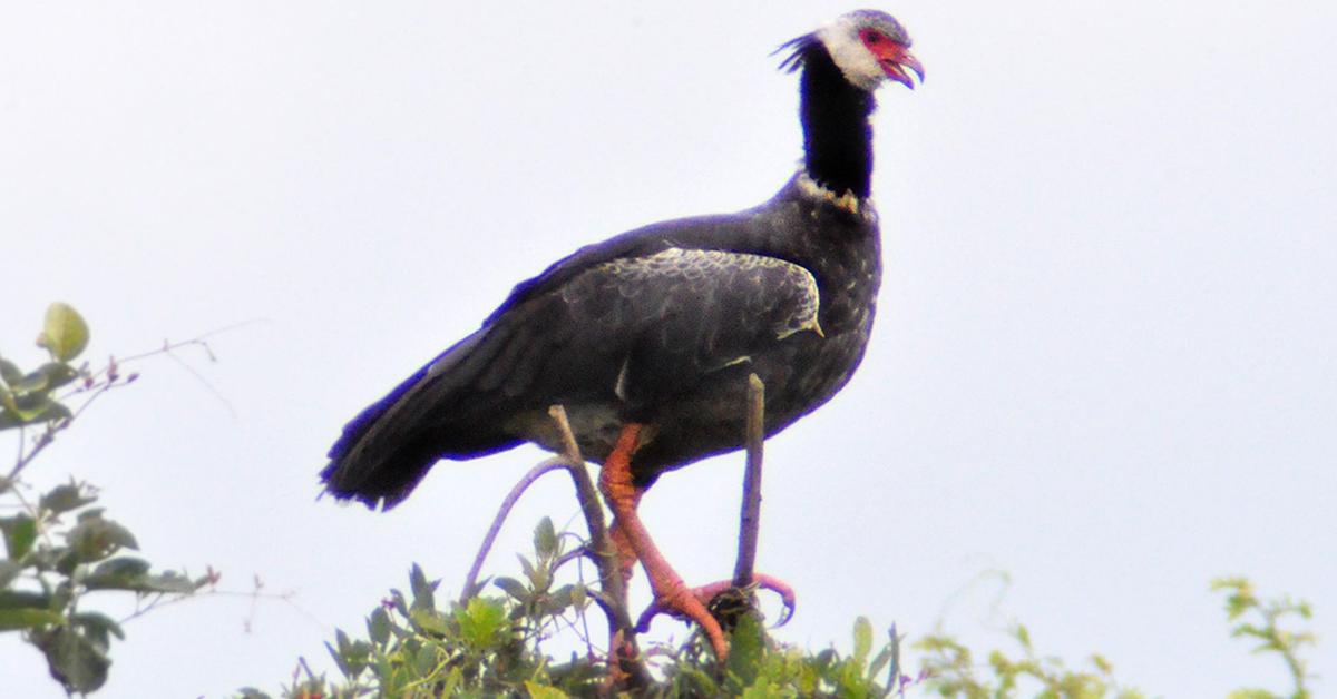 A look at the Northern Screamer, also recognized as Burung Teriak Utara in Indonesian culture.