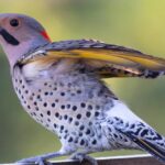 Natural elegance of the Northern Flicker, scientifically termed C. Auratus.