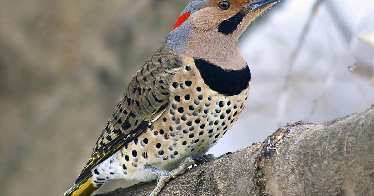 Snapshot of the intriguing Northern Flicker, scientifically named C. Auratus.