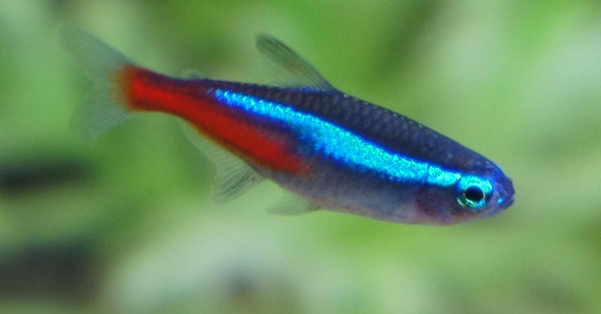 Natural elegance of the Neon Tetra, scientifically termed Paracheirodon innesi.