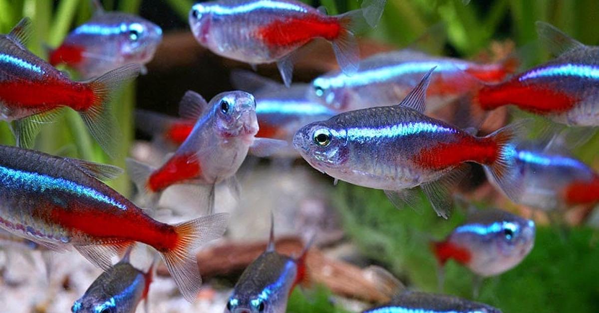 Captured moment of the Neon Tetra, in Indonesia known as Neon Tetra.