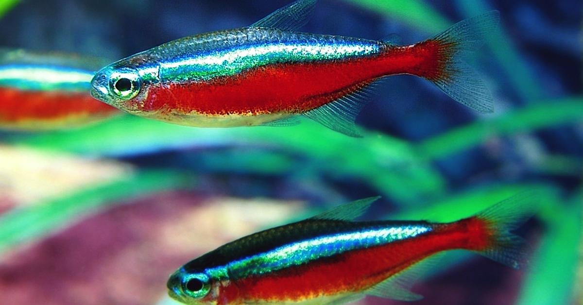 Dynamic image of the Neon Tetra, popularly known in Indonesia as Neon Tetra.