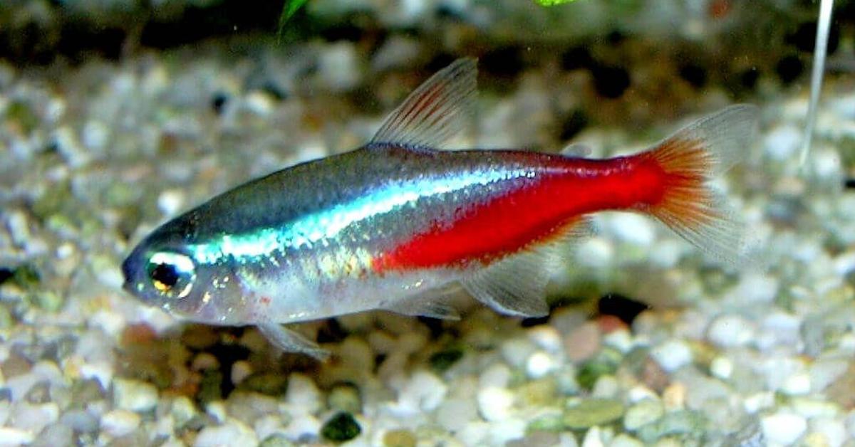 Photograph of the unique Neon Tetra, known scientifically as Paracheirodon innesi.