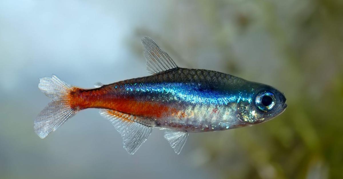 Insightful look at the Neon Tetra, known to Indonesians as Neon Tetra.