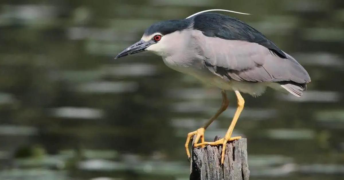 Elegant Night Heron in its natural habitat, called Burung Bangau Malam in Indonesia.