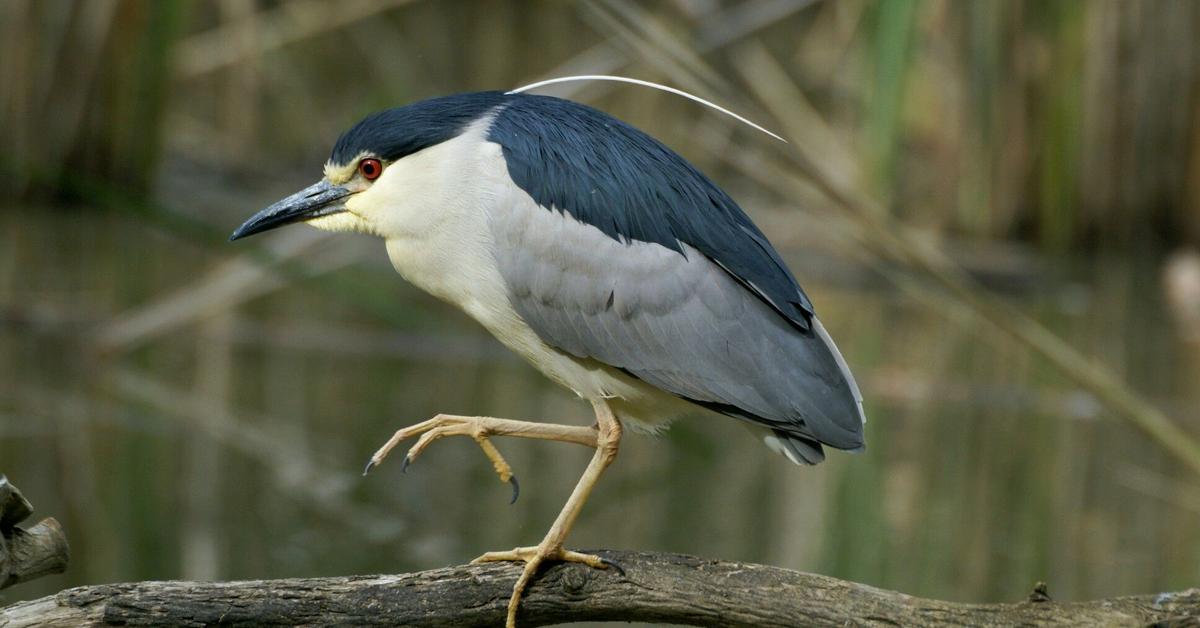 Vivid image of the Night Heron, or Burung Bangau Malam in Indonesian context.