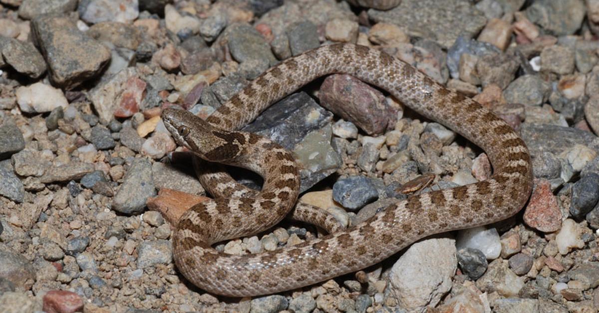 Vivid image of the Night Snake, or Ular Malam in Indonesian context.