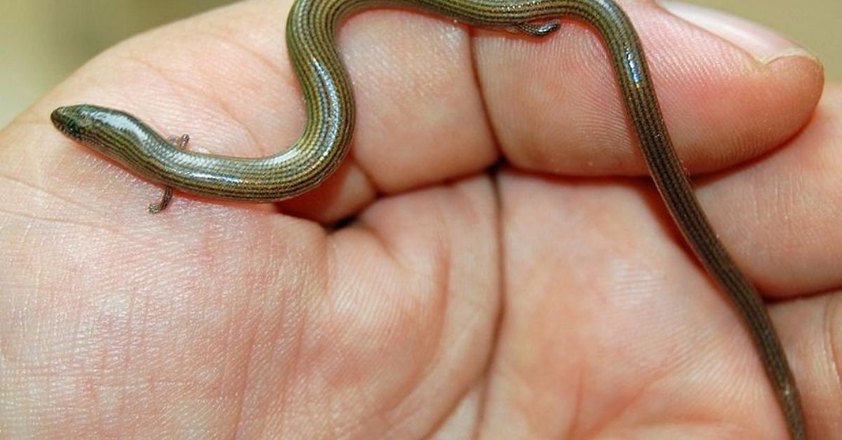 Striking appearance of the Night Snake, known in scientific circles as Hypsiglena torquata.