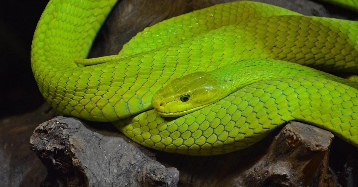 A look at the Night Snake, also recognized as Ular Malam in Indonesian culture.