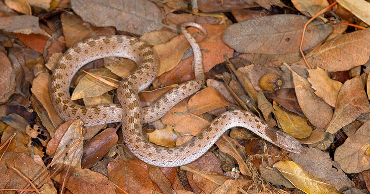 The Night Snake, an example of Hypsiglena torquata, in its natural environment.