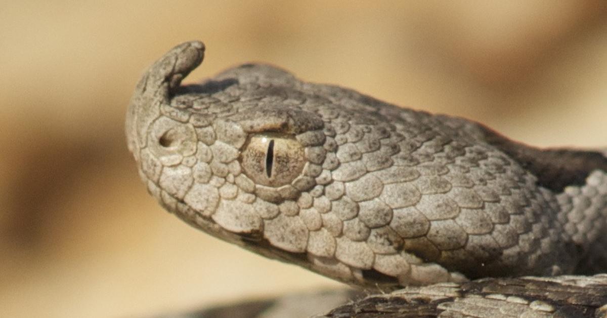 Captured elegance of the Nose-Horned Viper, known in Indonesia as Ular Bisa Bertanduk Hidung.