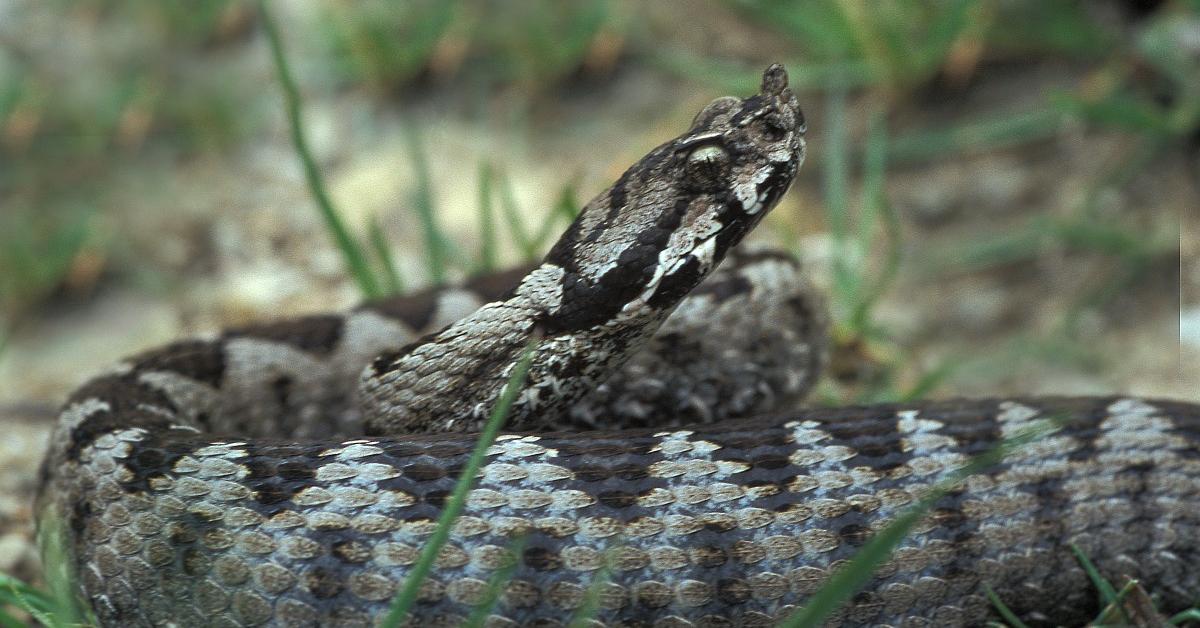 Unique portrayal of the Nose-Horned Viper, also called Ular Bisa Bertanduk Hidung in Bahasa Indonesia.