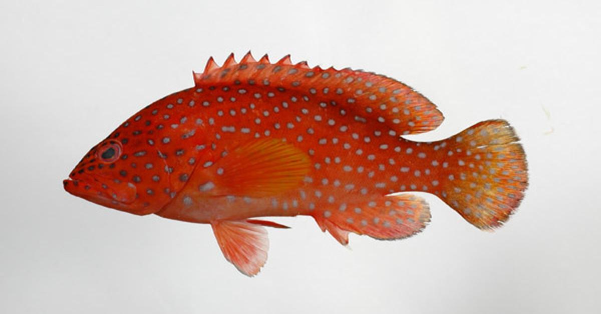 Natural elegance of the Neptune Grouper, scientifically termed Cephalopholis igarashiensis.