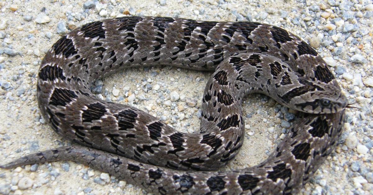 Striking appearance of the Night Adder, known in scientific circles as Causus.