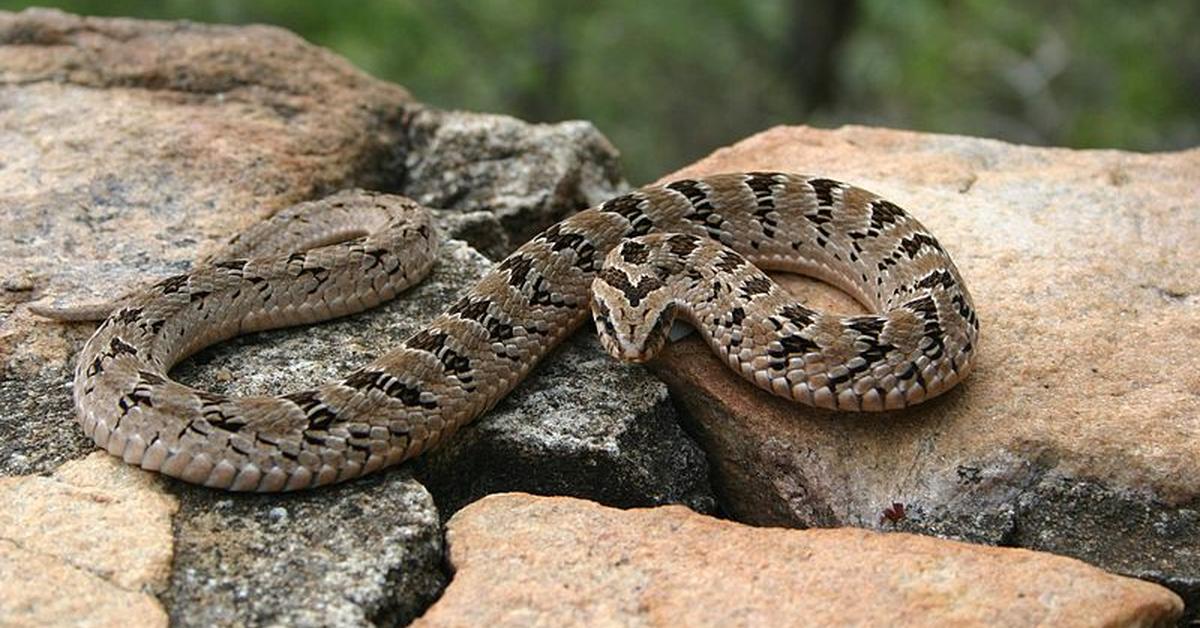 Stunning image of the Night Adder (Causus), a wonder in the animal kingdom.