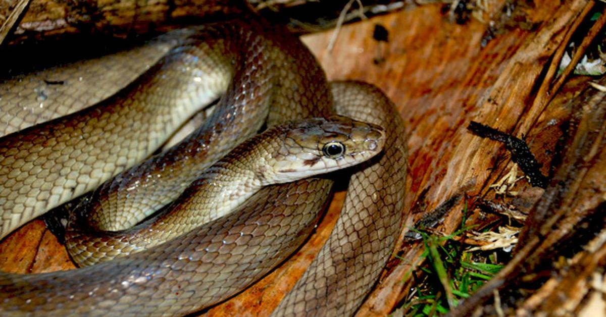 Exquisite image of Night Adder, in Indonesia known as Ular Malam.