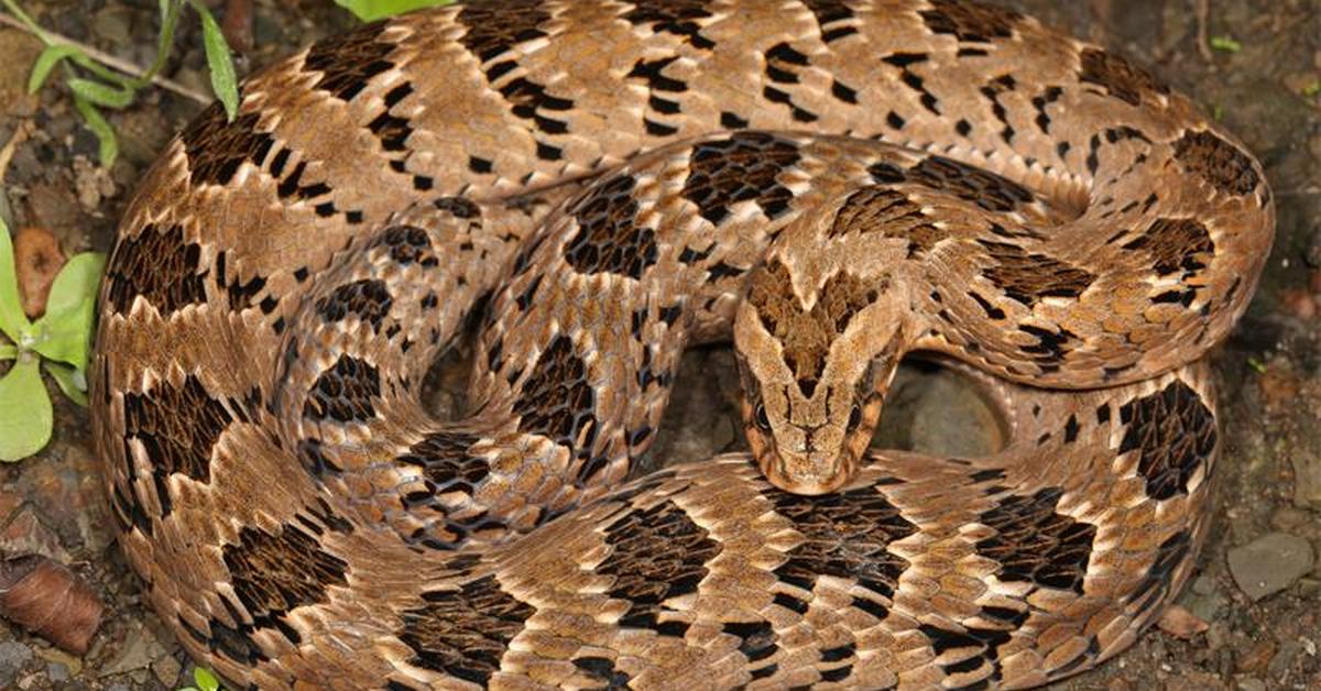 Photogenic Night Adder, scientifically referred to as Causus.