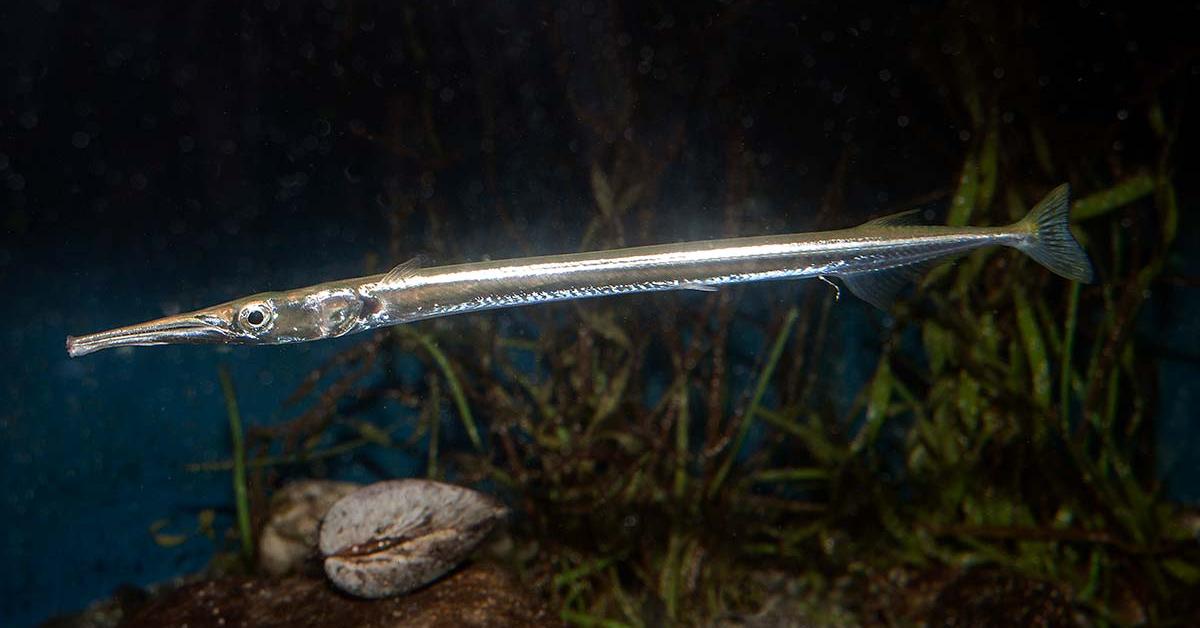 Snapshot of the intriguing Needlefish, scientifically named Platybelone argalus.