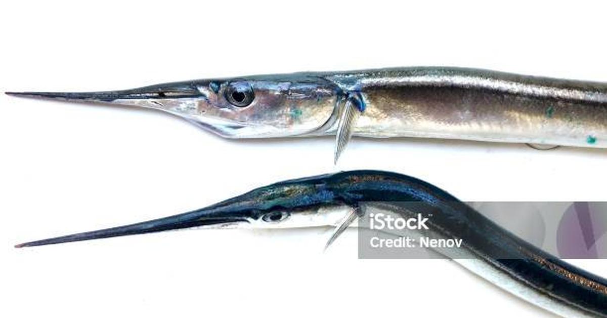 The fascinating Needlefish, scientifically known as Platybelone argalus.