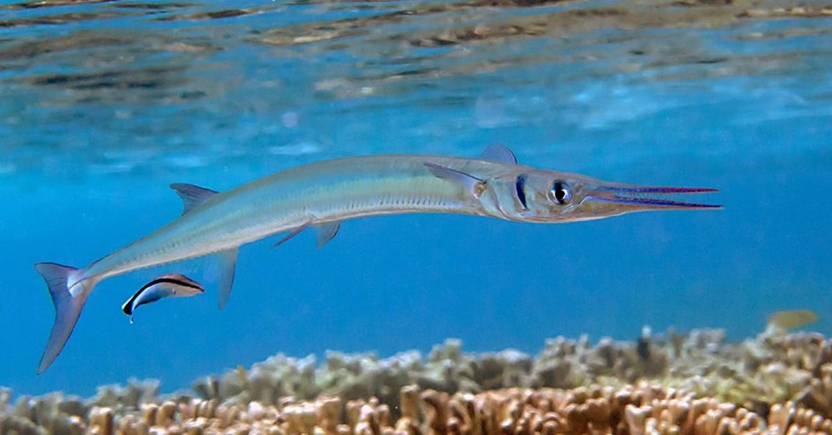 Elegant portrayal of the Needlefish, also known as Platybelone argalus.