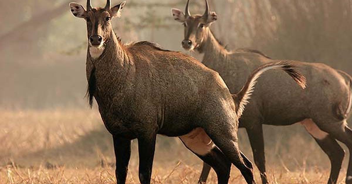 The Nilgai, an example of Boselaphus tragocamelus, in its natural environment.