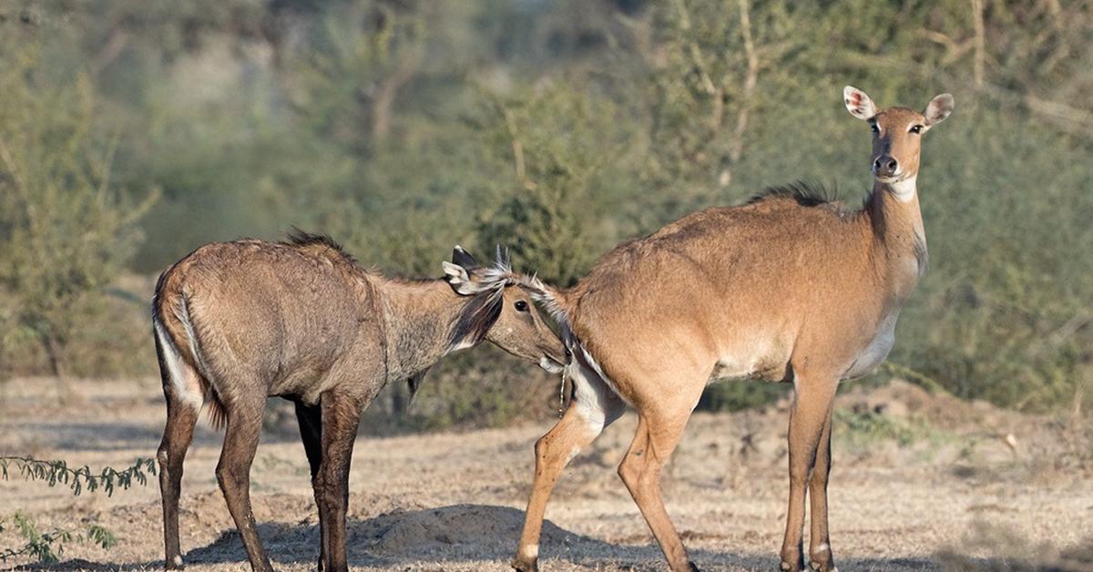 Stunning depiction of Nilgai, also referred to as Boselaphus tragocamelus.