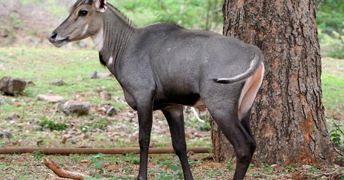 Iconic view of the Nilgai, or Boselaphus tragocamelus, in its habitat.