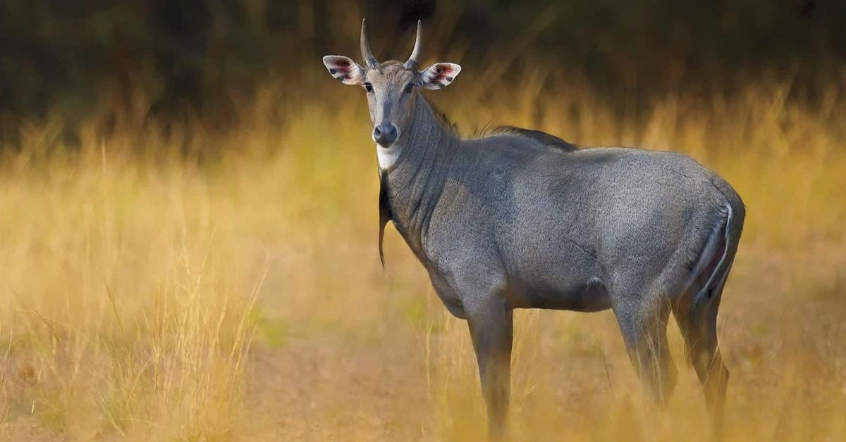 Striking appearance of the Nilgai, known in scientific circles as Boselaphus tragocamelus.