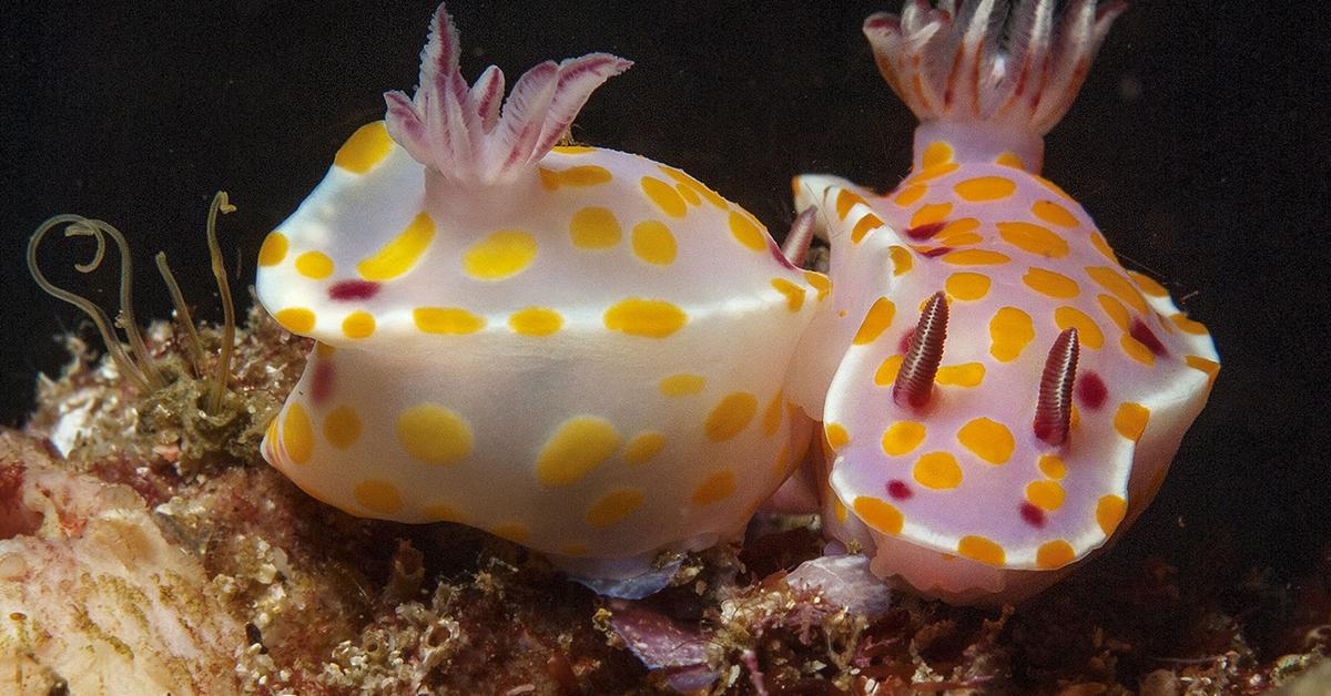 The elegant Nudibranch (Nudibranchia), a marvel of nature.