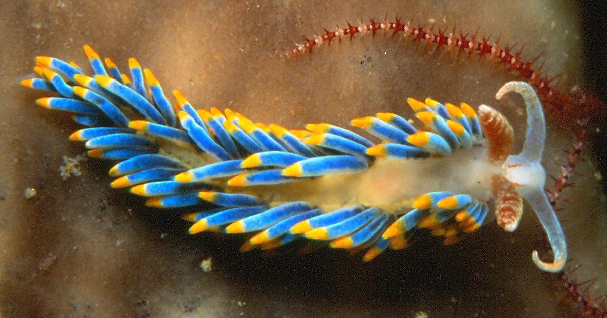 Insightful look at the Nudibranch, known to Indonesians as Nudibranchia.