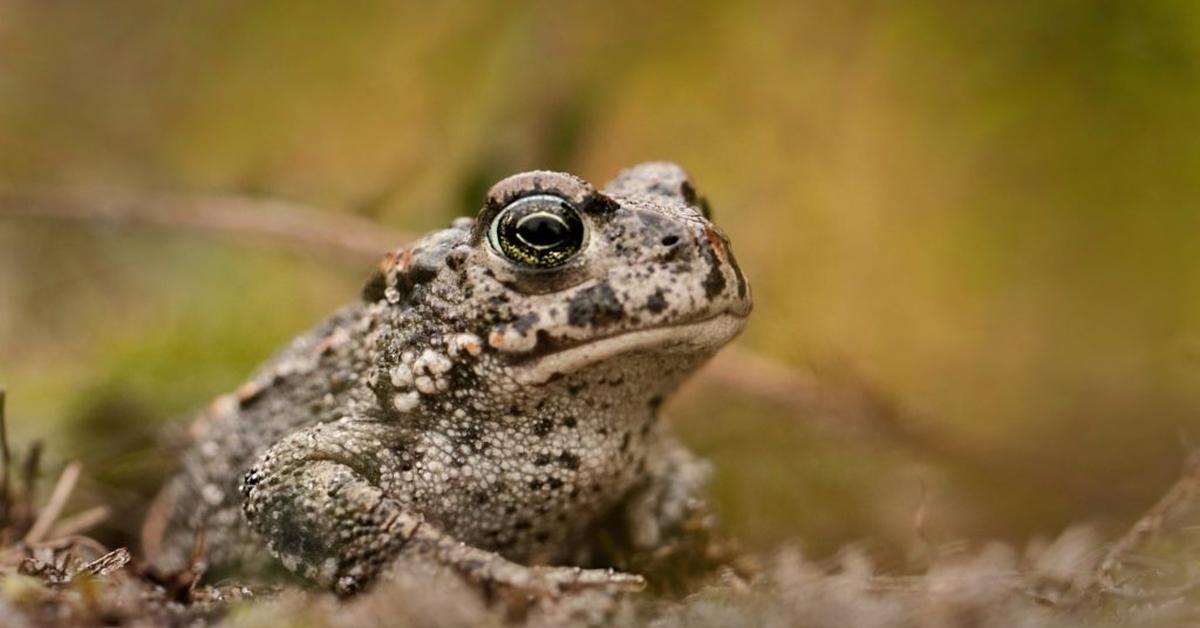 The majestic Natterjack, also called Katak Natterjack in Indonesia, in its glory.