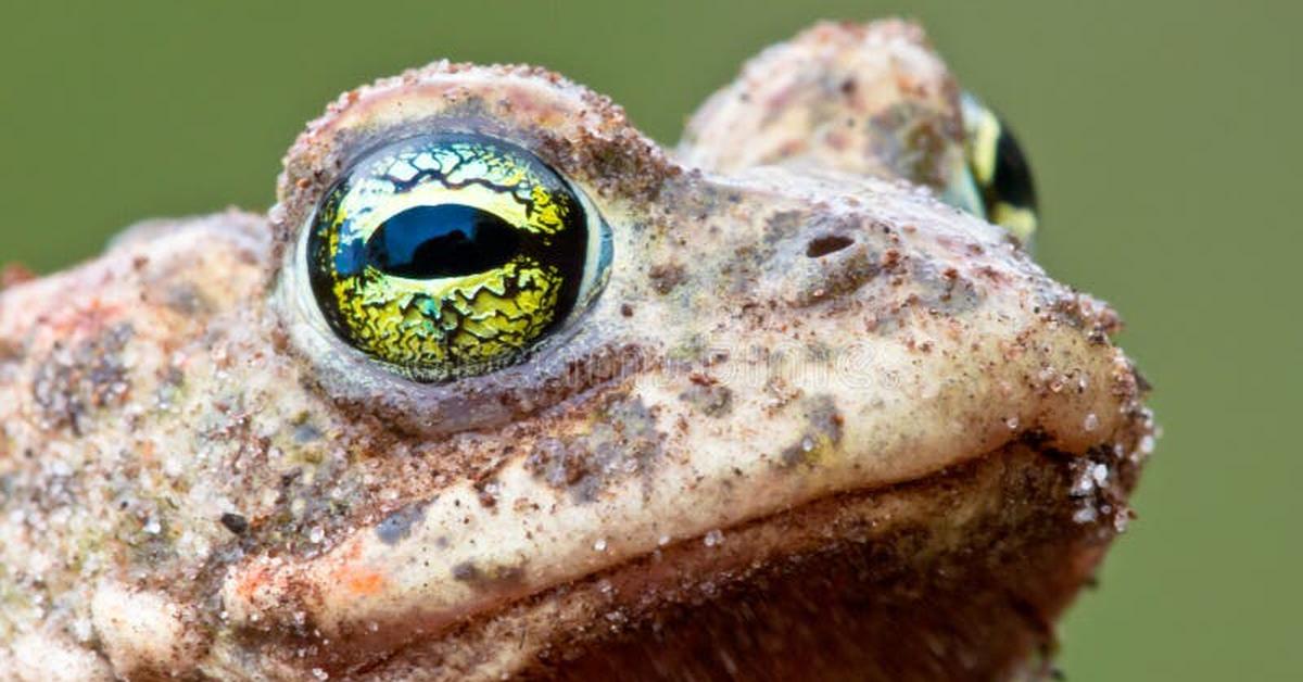 Captured moment of the Natterjack, in Indonesia known as Katak Natterjack.