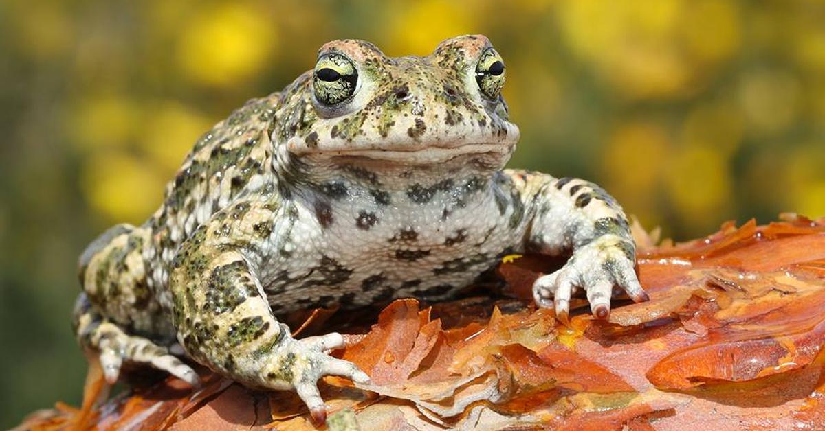 Elegant Natterjack in its natural habitat, called Katak Natterjack in Indonesia.