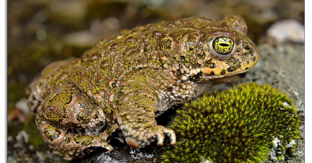 Visual of Natterjack, or Katak Natterjack in Indonesian, showcasing its beauty.