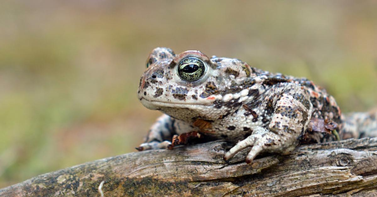 Image showcasing the Natterjack, known in Indonesia as Katak Natterjack.