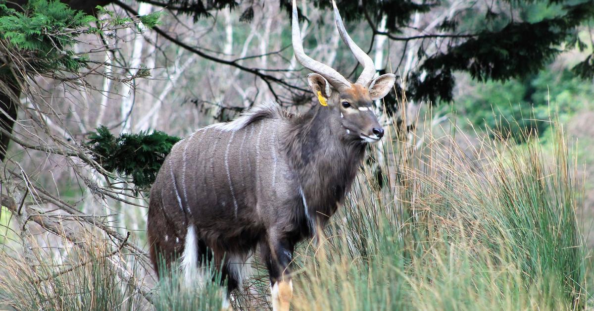 Splendid image of the Nyala, with the scientific name Tragelaphus angasii.