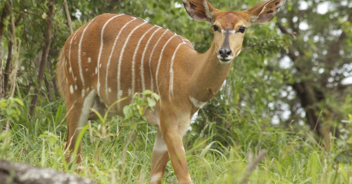 Exquisite image of Nyala, in Indonesia known as Antelope Nyala.