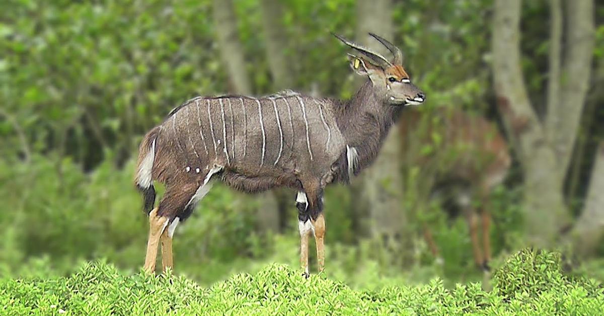 Image showcasing the Nyala, known in Indonesia as Antelope Nyala.