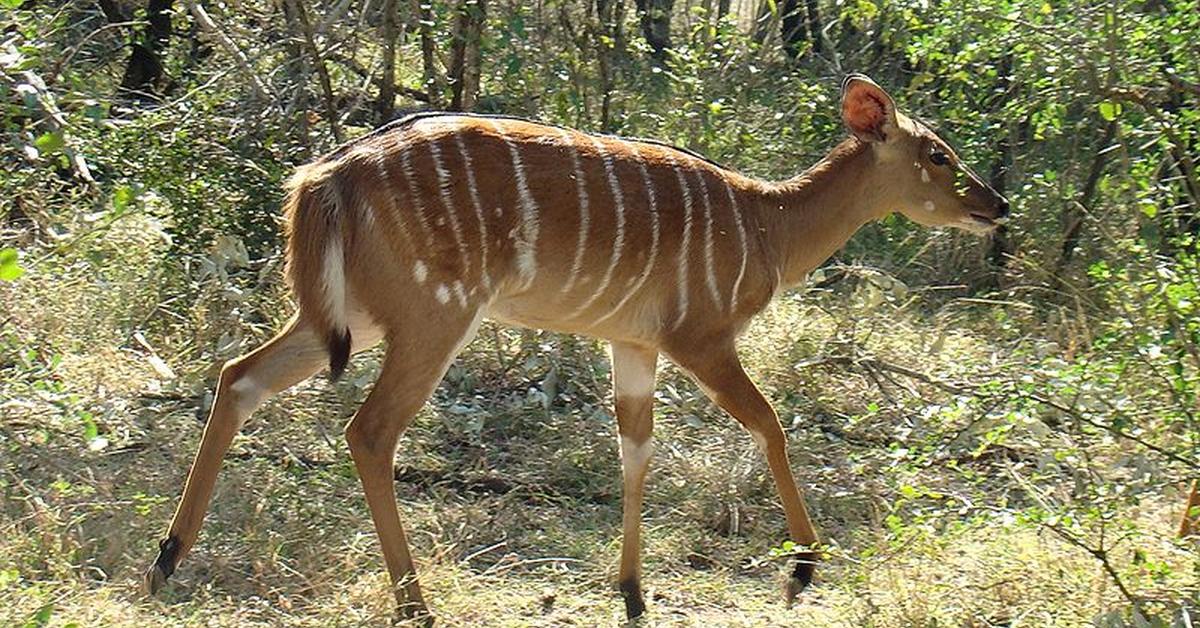 Vibrant snapshot of the Nyala, commonly referred to as Antelope Nyala in Indonesia.