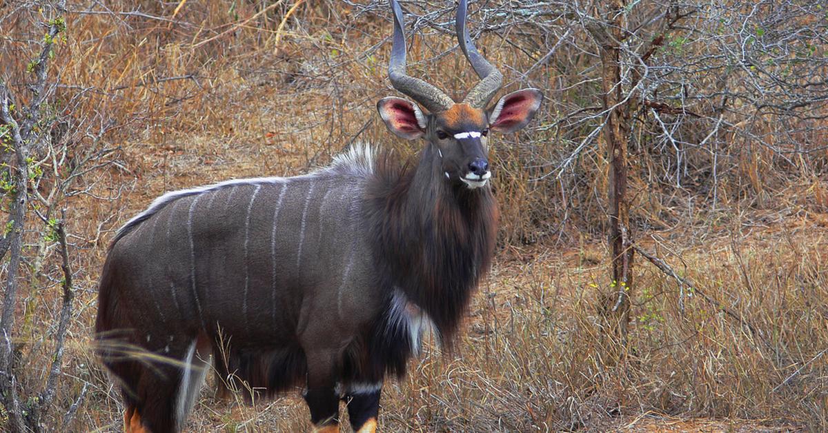 Stunning depiction of Nyala, also referred to as Tragelaphus angasii.