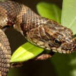 Graceful Northern Water Snake, a creature with the scientific name Nerodia sipedon.