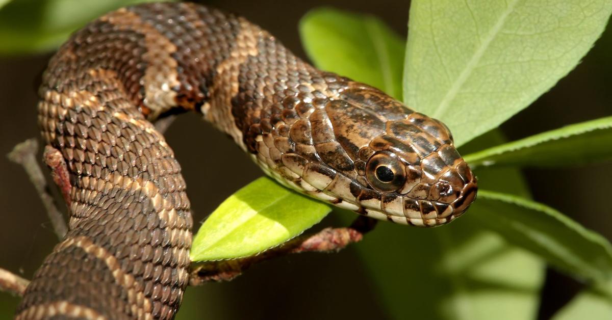 Image of the Northern Water Snake (Nerodia sipedon), popular in Indonesia as Ular Air Utara.