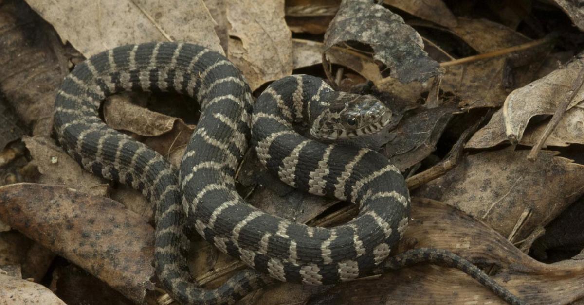 Stunning depiction of Northern Water Snake, also referred to as Nerodia sipedon.