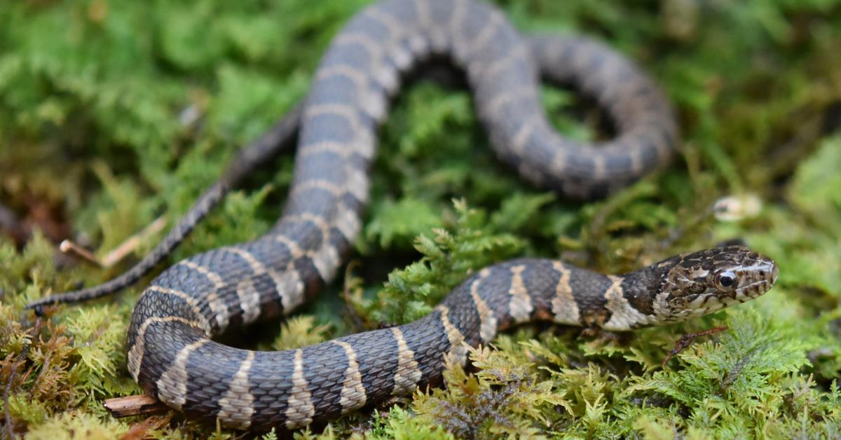 Portrait of a Northern Water Snake, a creature known scientifically as Nerodia sipedon.