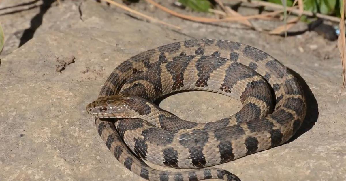 The fascinating Northern Water Snake, scientifically known as Nerodia sipedon.