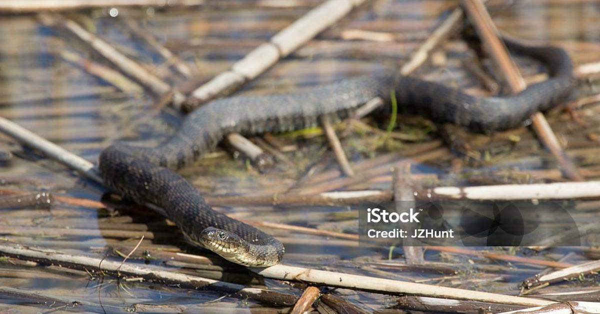 The Northern Water Snake, a species known as Nerodia sipedon, in its natural splendor.