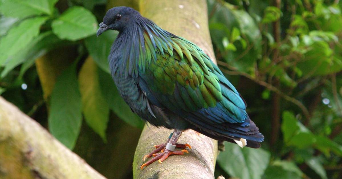 Captured beauty of the Nicobar Pigeon, or Caloenas nicobarica in the scientific world.